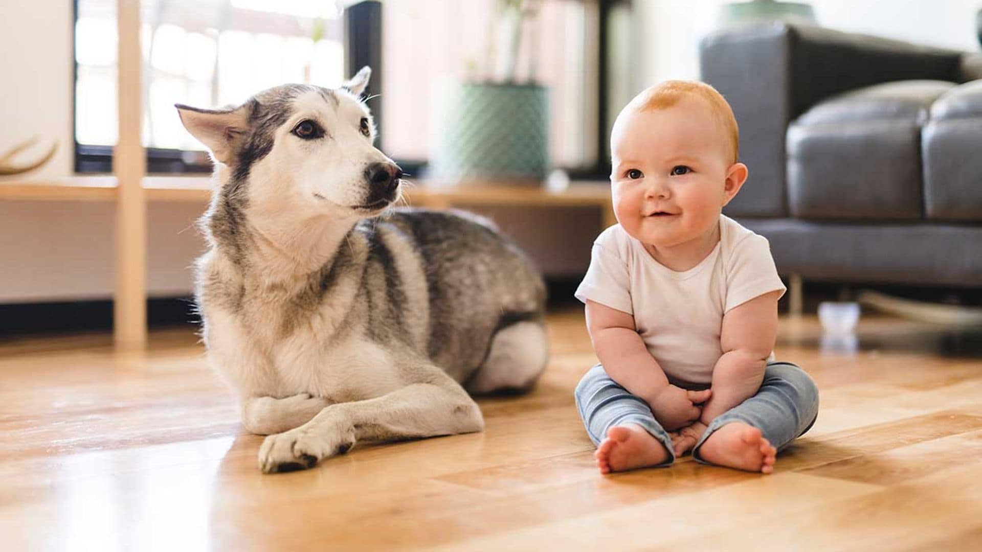 Razas de perros que pueden ser un problema si hay niños en casa