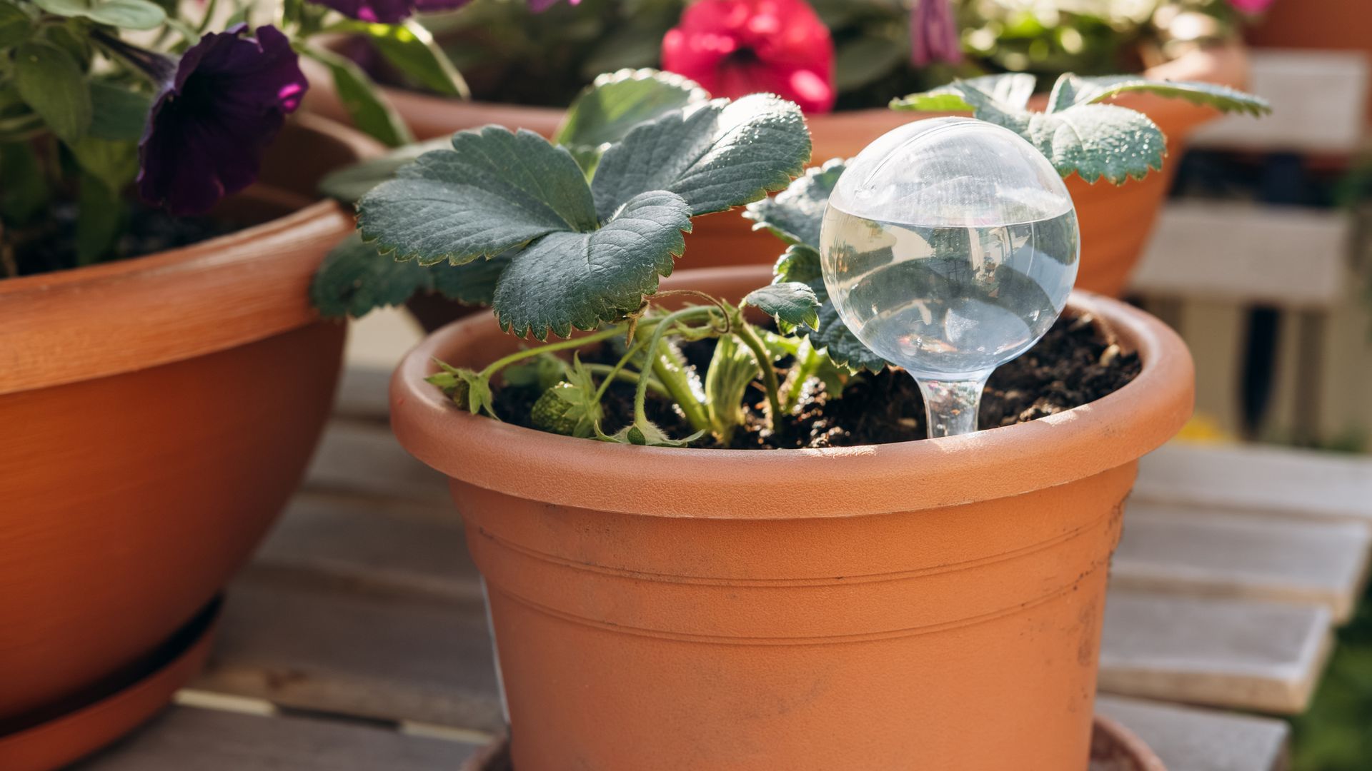 Petunia en macera de terracota con un globo de autorriego de cristal, sobre una mesa de madera en el exterior.