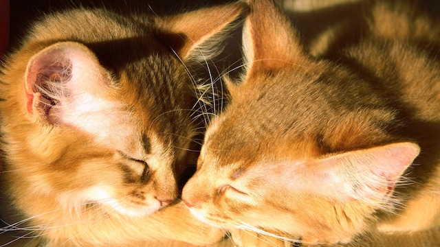 gatos