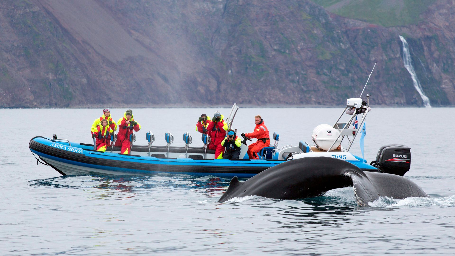 Dónde avistar ballenas y delfines en Europa: los mejores lugares