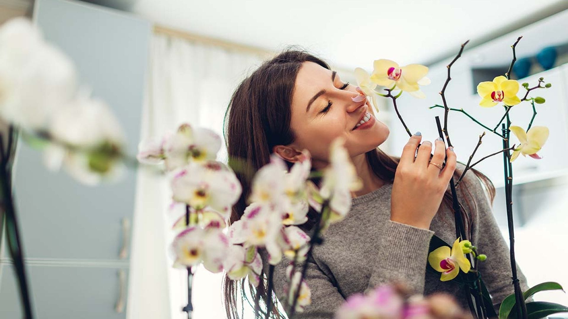 Descubre las plantas de interior con flores ideales para esta época