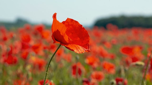Amapola o Papaver 