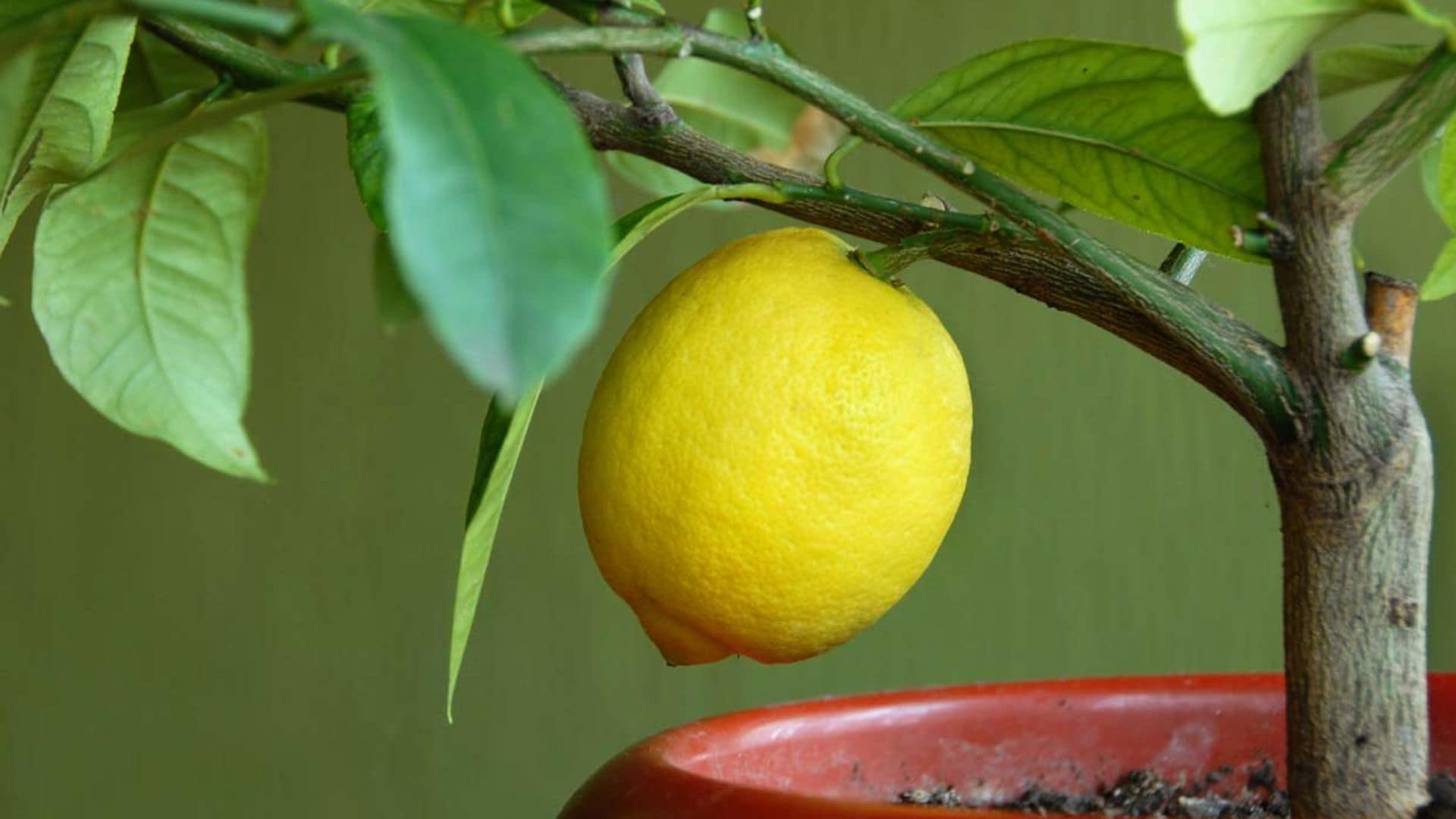 ¿Quieres cultivar tus propios limones? Planta un limonero en maceta