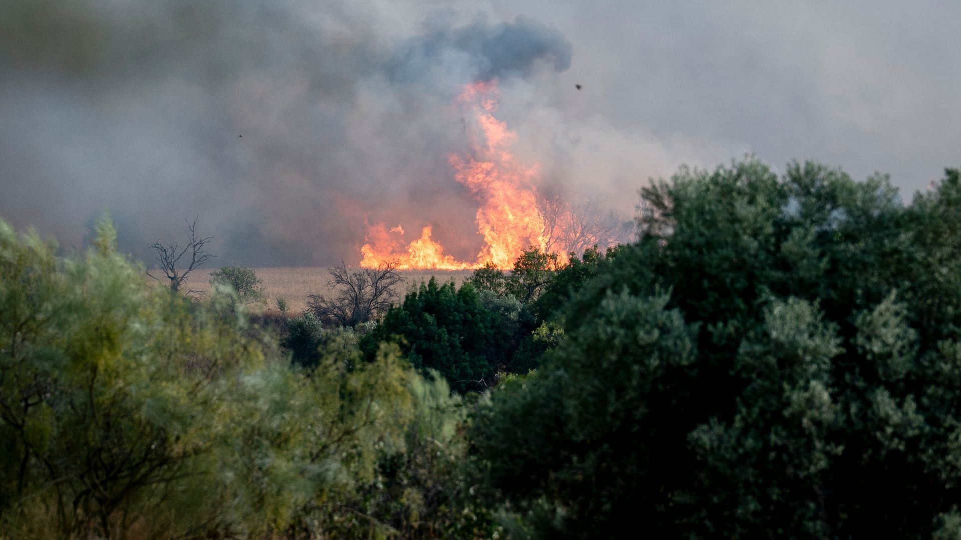 Arantza Pérez Oleaga, directora forestal de ASPAPEL: “No es el fuego lo que destruye el bosque, es lo que no hacemos por cuidarlo”