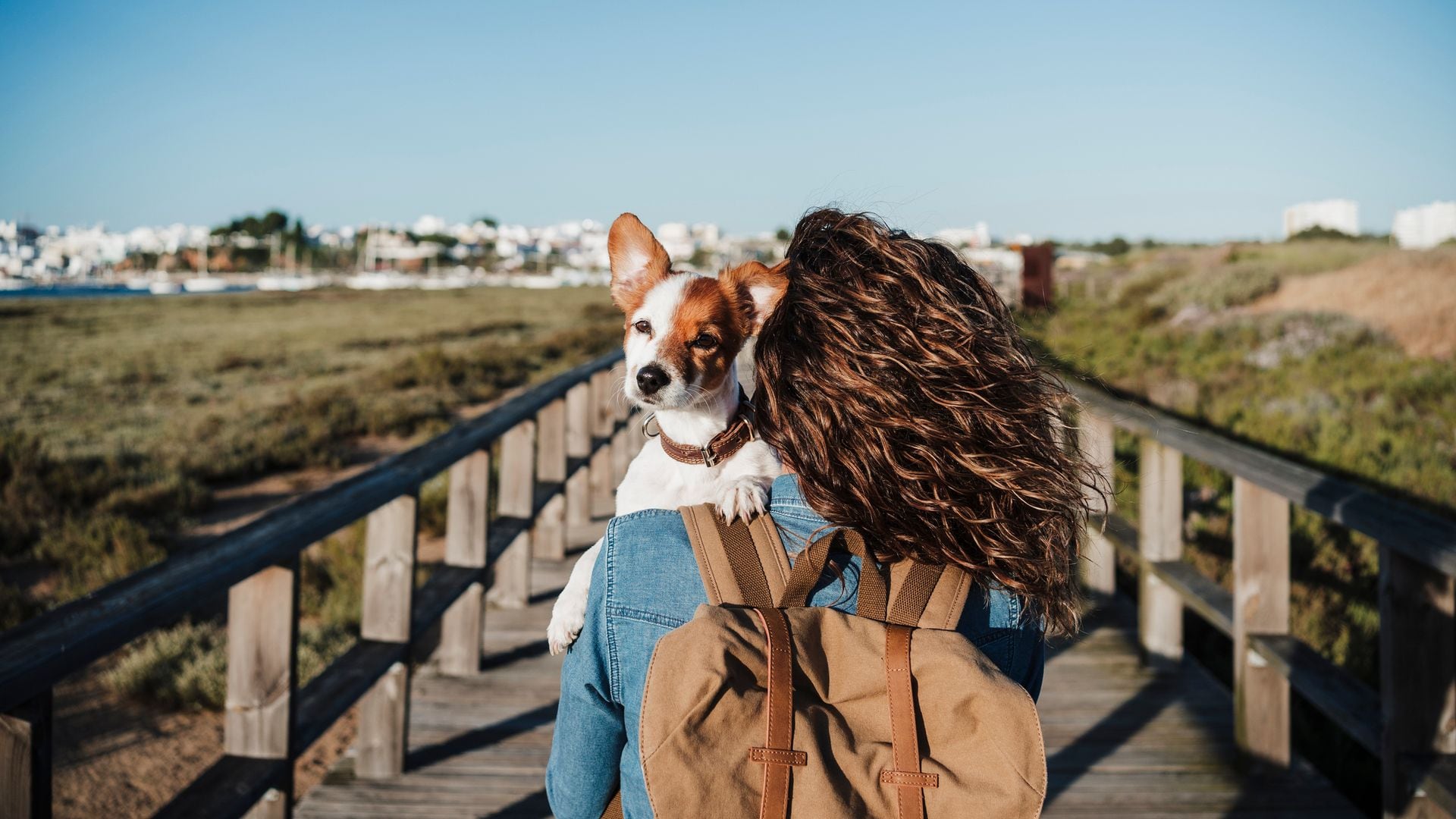 Perro paseando en brazos de su dueña