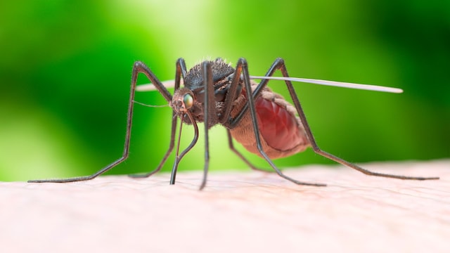 Primerísimo plano de un mosquito picando a una persona