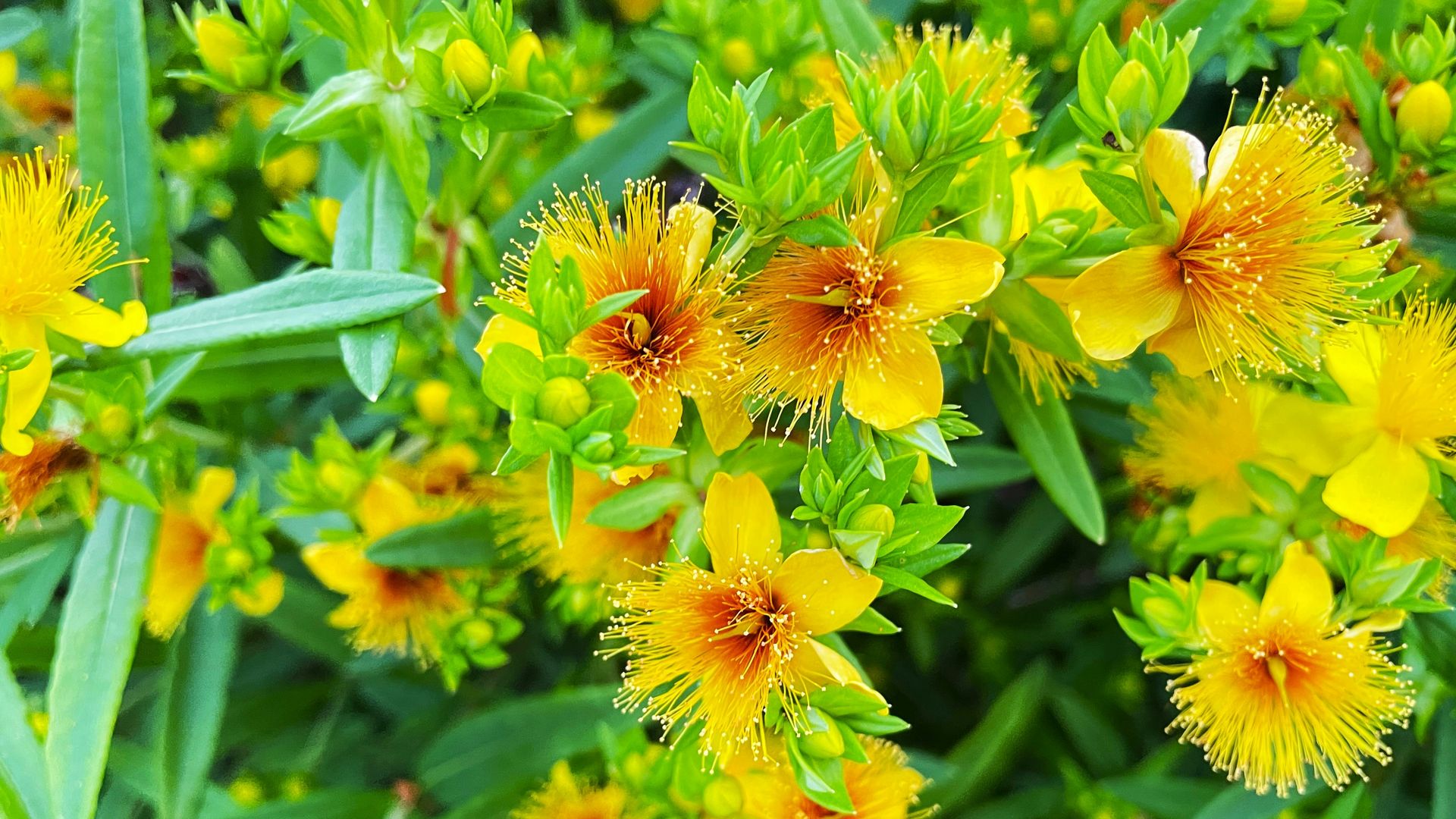 Hierba de San Juan: así es la planta fácil de cuidar que llena de flores el jardín en primavera