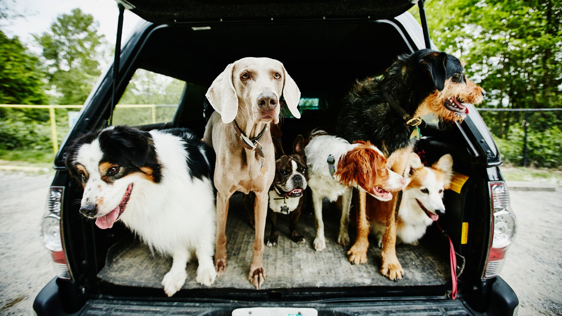 Ni labrador ni border collie: las 7 razas de perro que mejor se adaptan a tus rutinas y la vida en casa