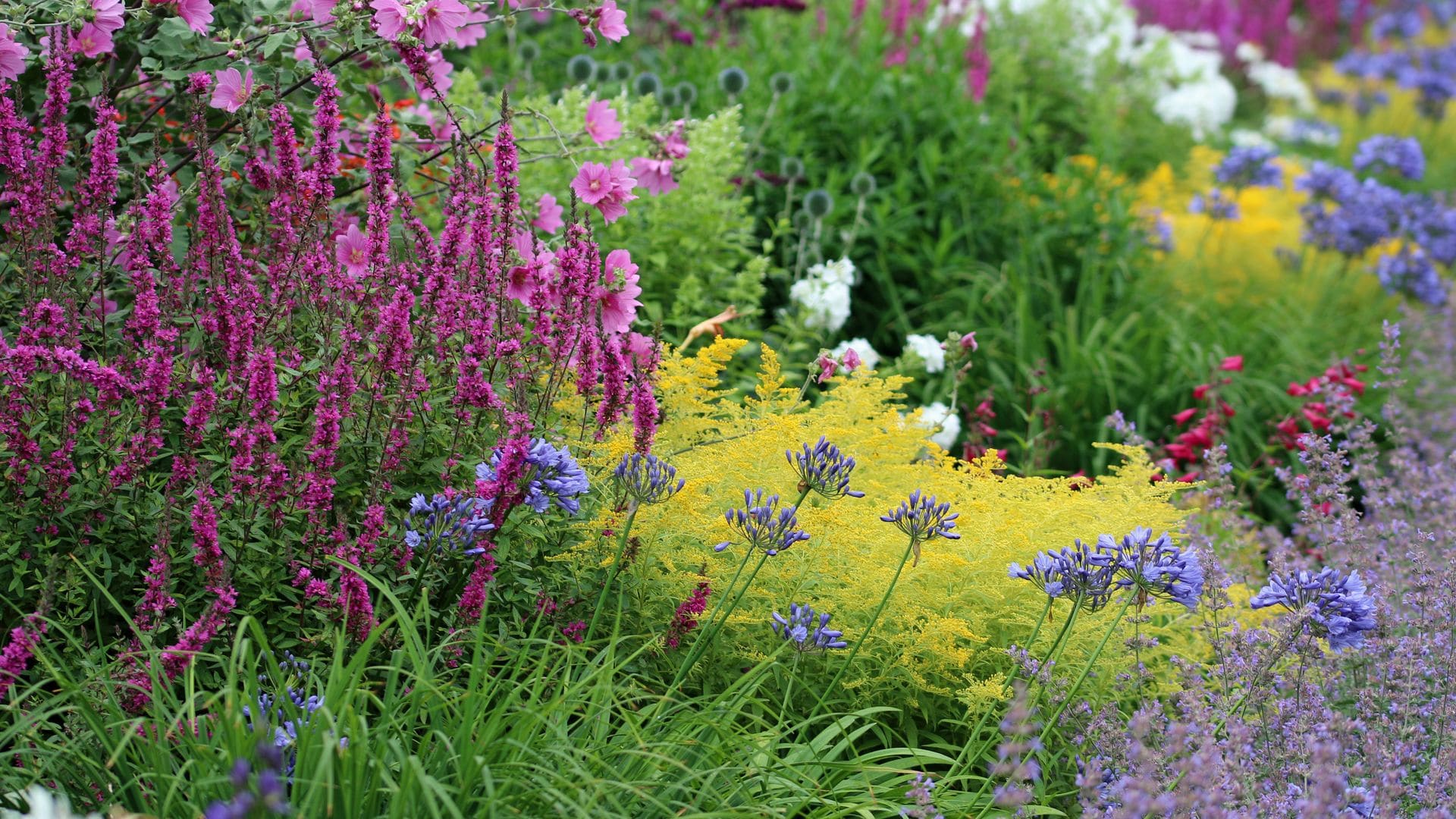 Plantas vivaces