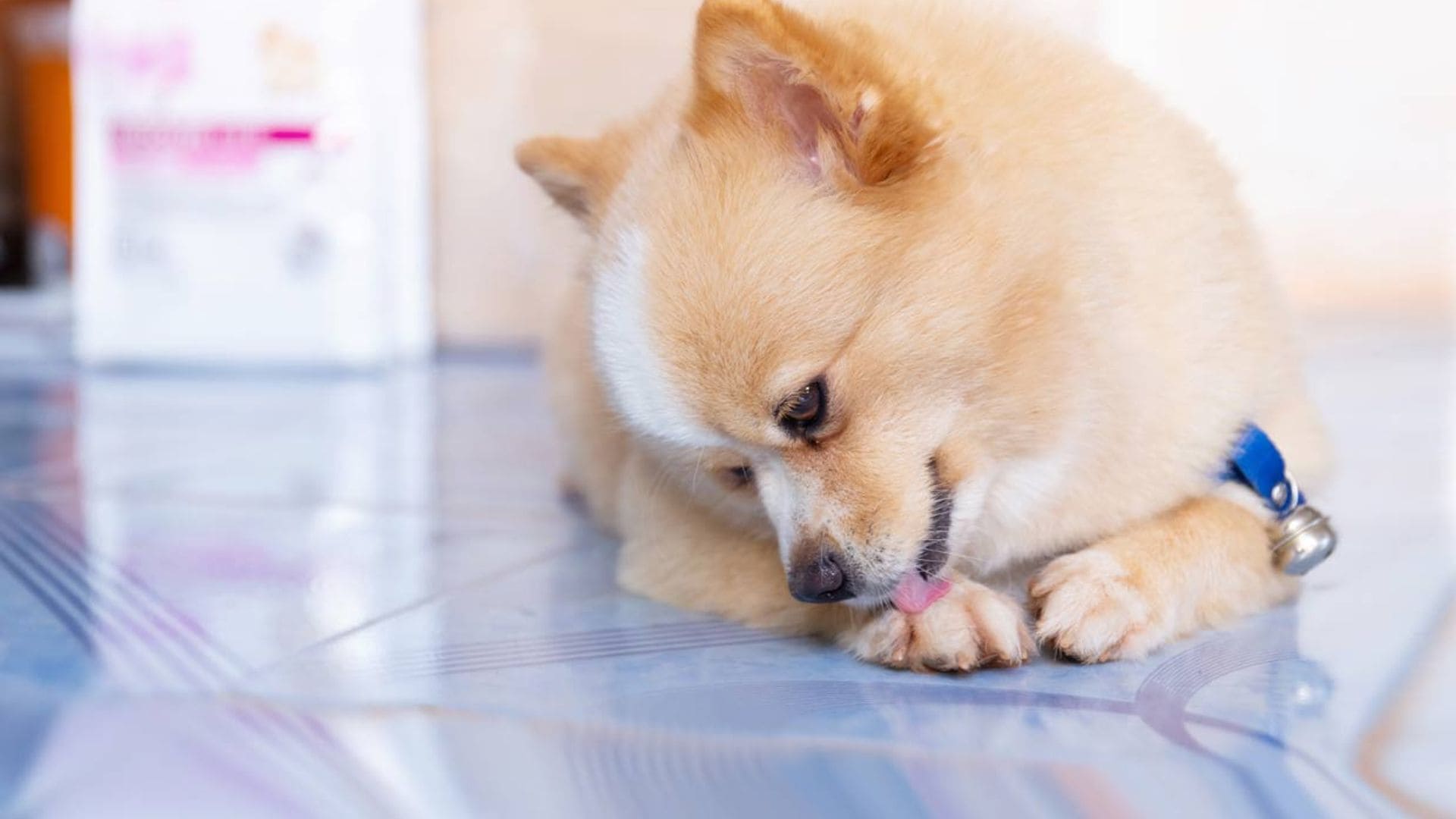 Mi perro se lame mucho las patas, ¿debo preocuparme?