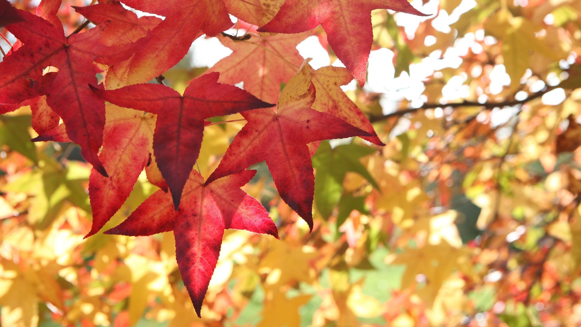 Liquidámbar en otoño con sus hojas de tonos rojizos