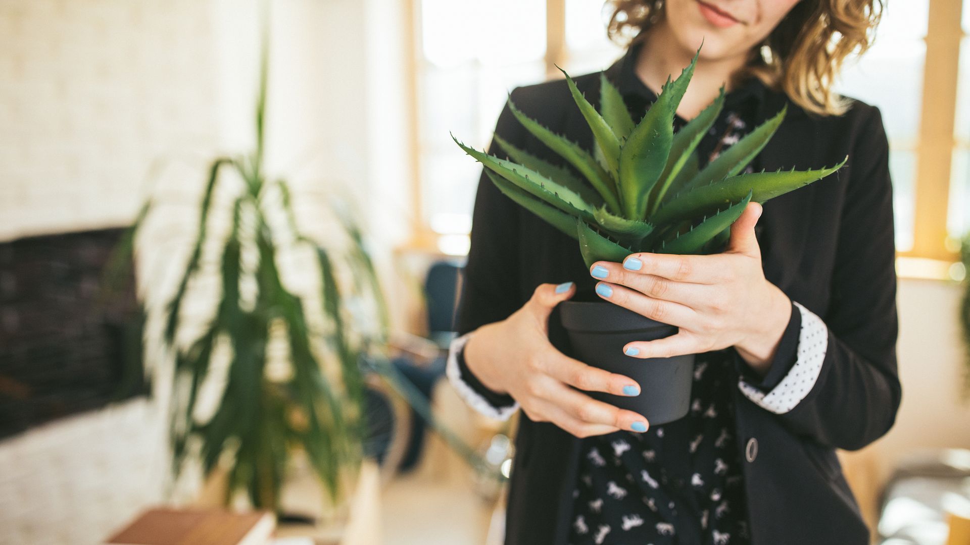 Planta de aloe vera: cómo cuidarla en casa y errores que debes evitar para aprovechar su gel natural