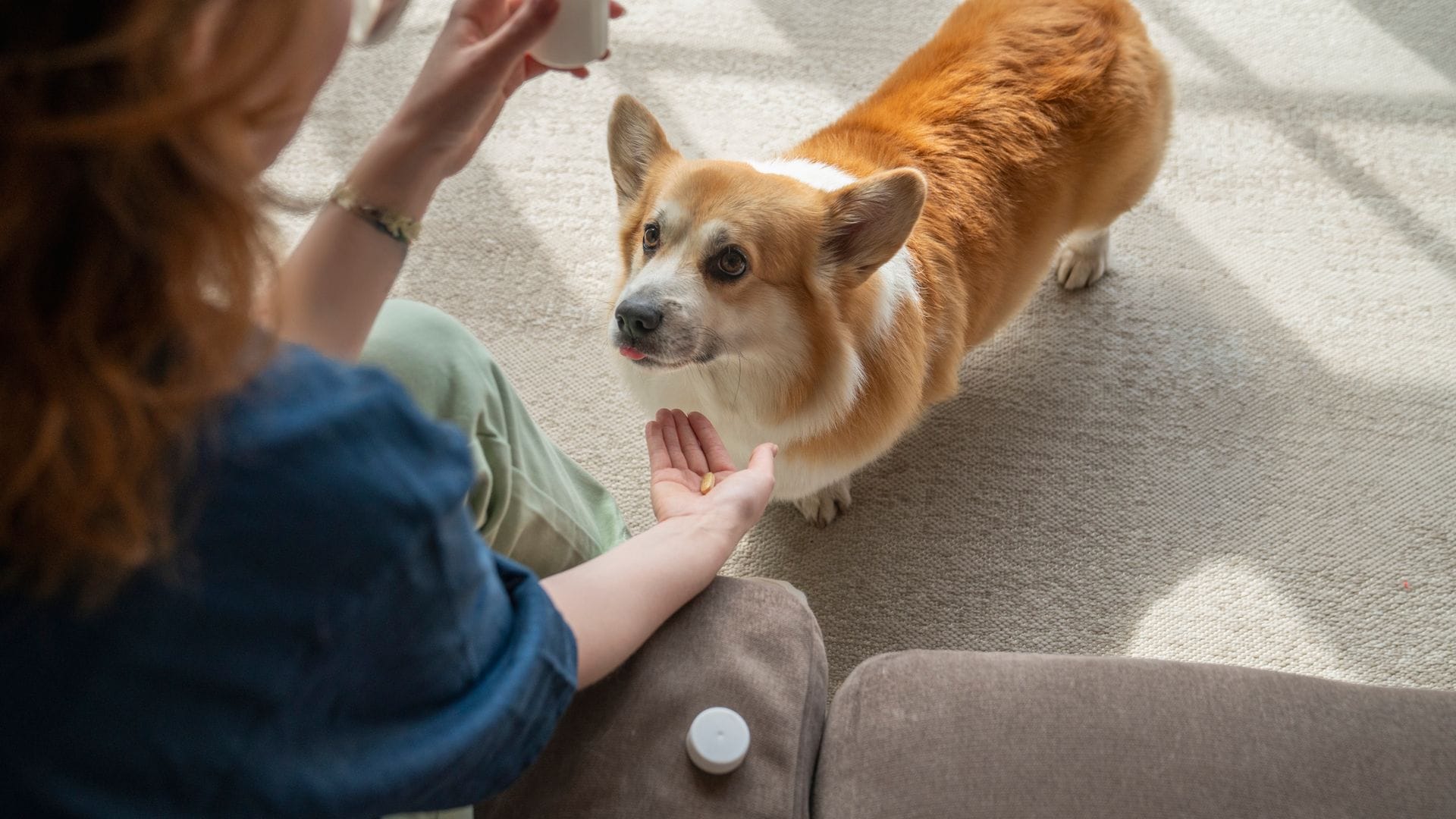 ¿Conoces los beneficios de los probióticos para perros? Esto es lo que dicen los expertos