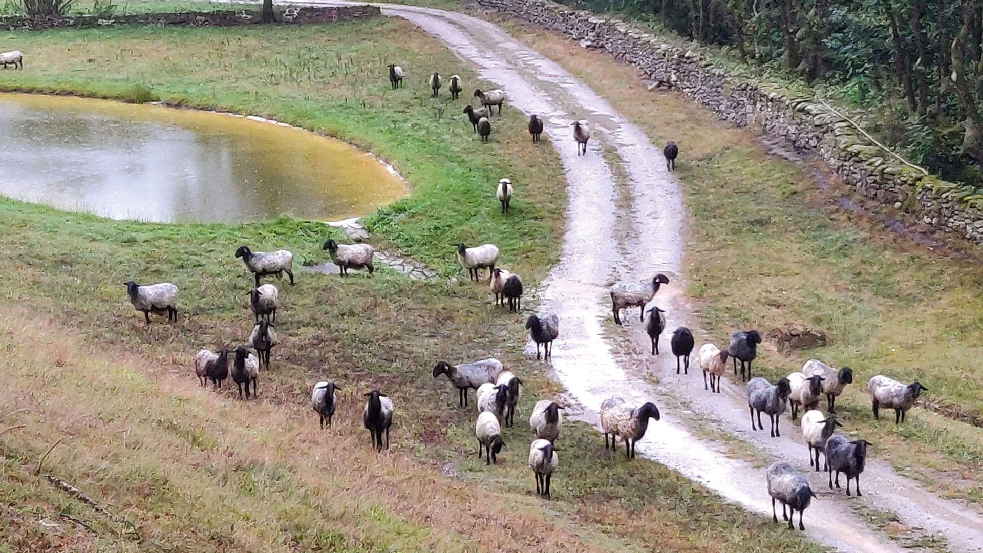 Las ovejas de Pepe Gómez-Acebo