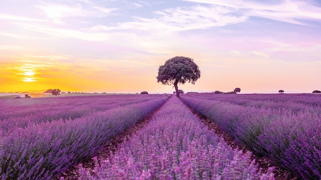 Campo de lavanda, floración morada en una puesta de sol en Brihuega. Guadalajara
