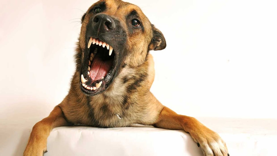 cómo detener el comportamiento agresivo del perro.