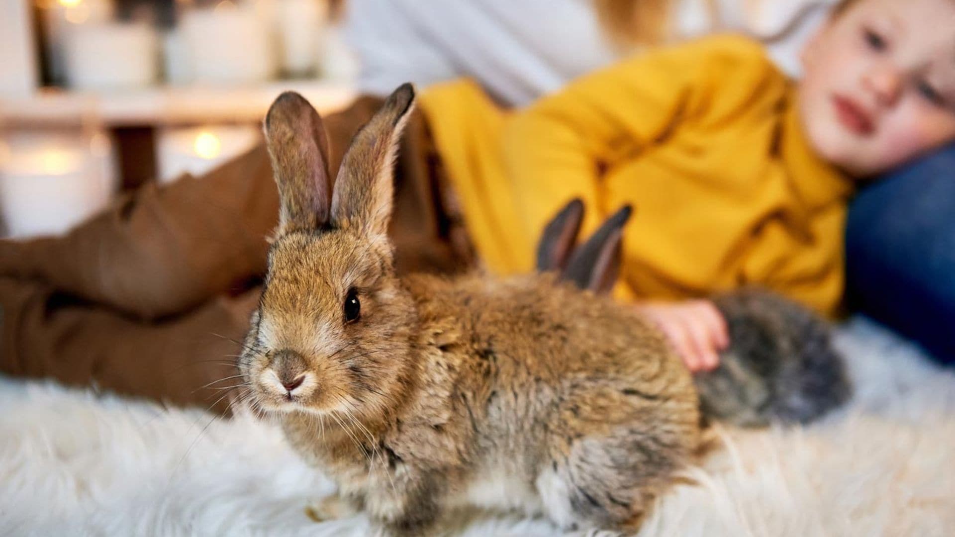Conejo rex, la mascota alternativa a perros y gatos