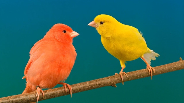 portada canario