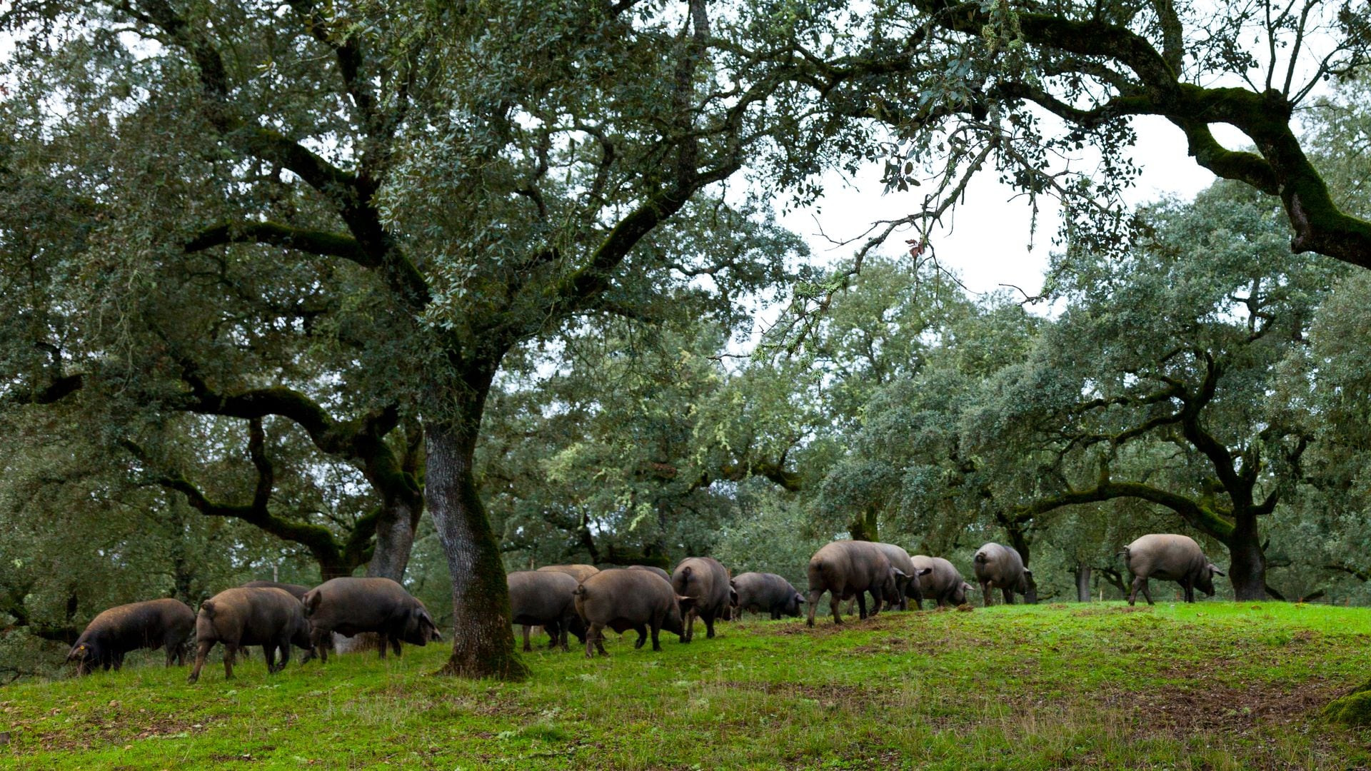 Parque Natural de la Sierra de Aracena y Picos de Aroche, Huelva