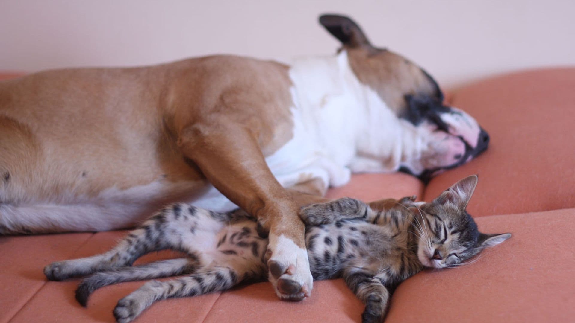 ¿Tu mascota sufre de ansiedad por separación? Ayúdale con estas técnicas recomendadas por expertos