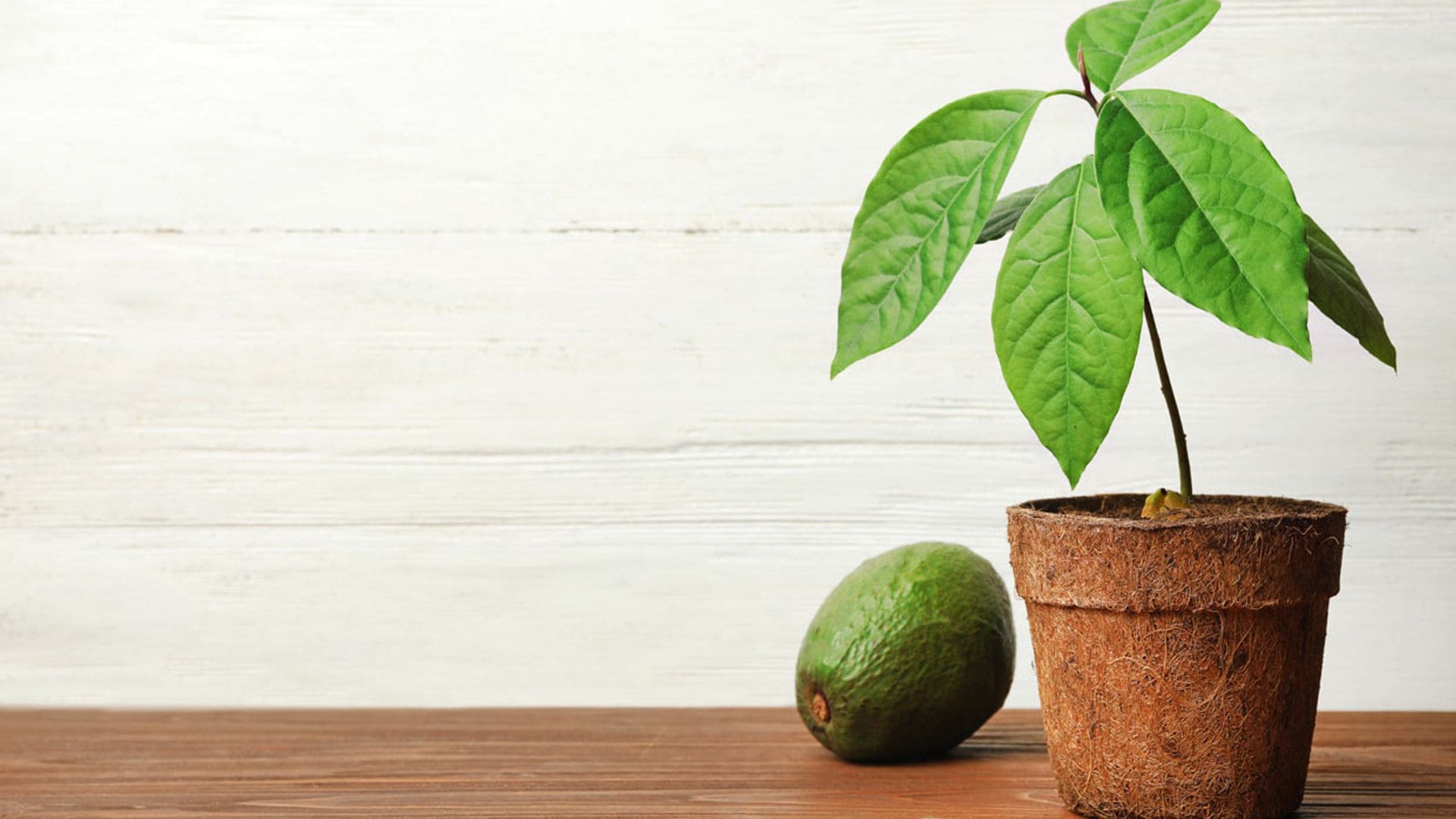 ¡Hazlo tú misma! Así puedes cultivar plantas de aguacate en casa