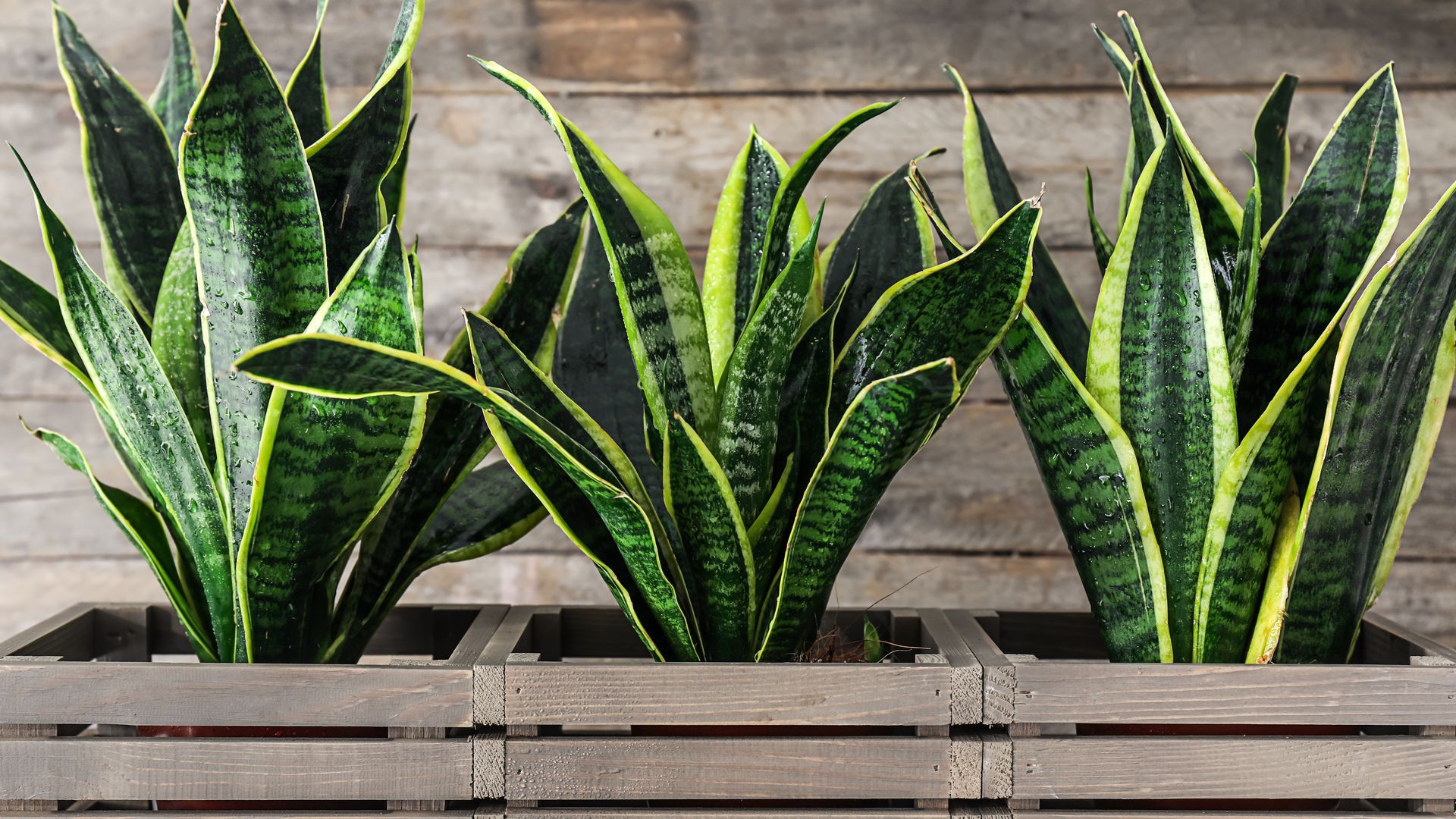 Sansevierias en cajas de madera