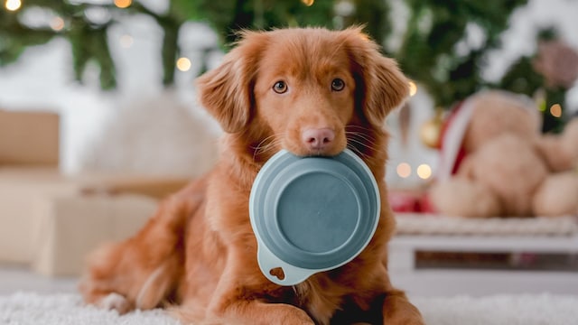 perro con un plato en la boca, delante del árbol de Navidad
