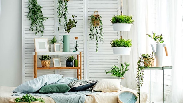 plantas energia positiva casa