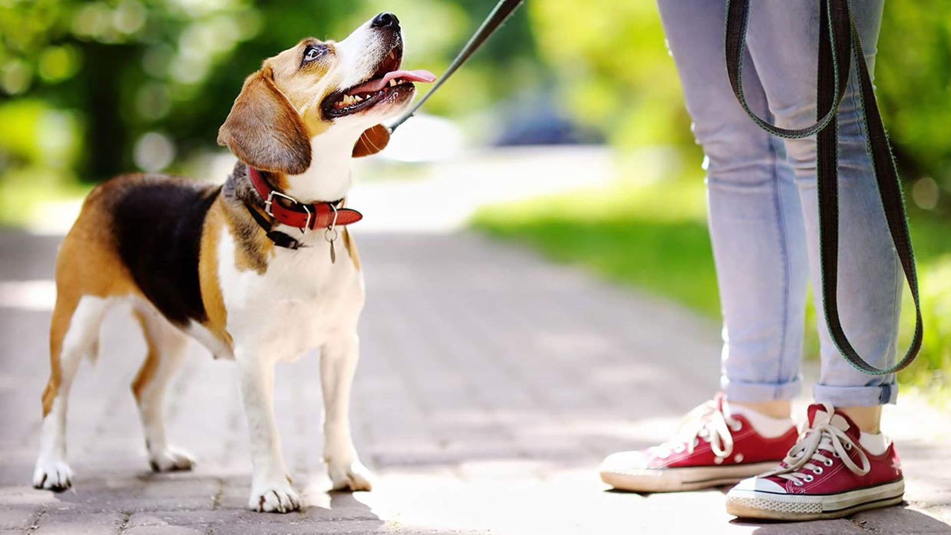 ¿Cuál es la hora y la frecuencia perfectas para pasear a mi perro?