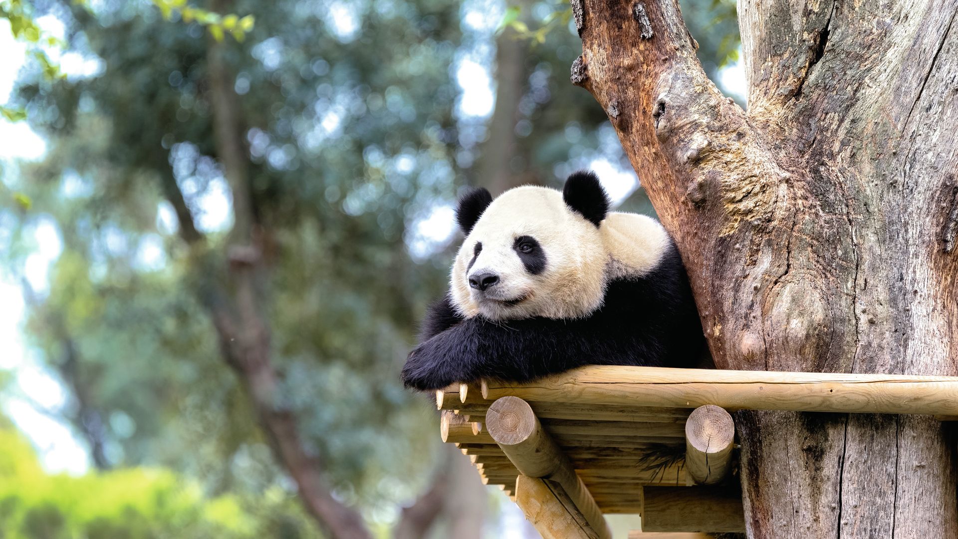 Oso panda gigante relajado en la plataforma de madera de un árbol. 