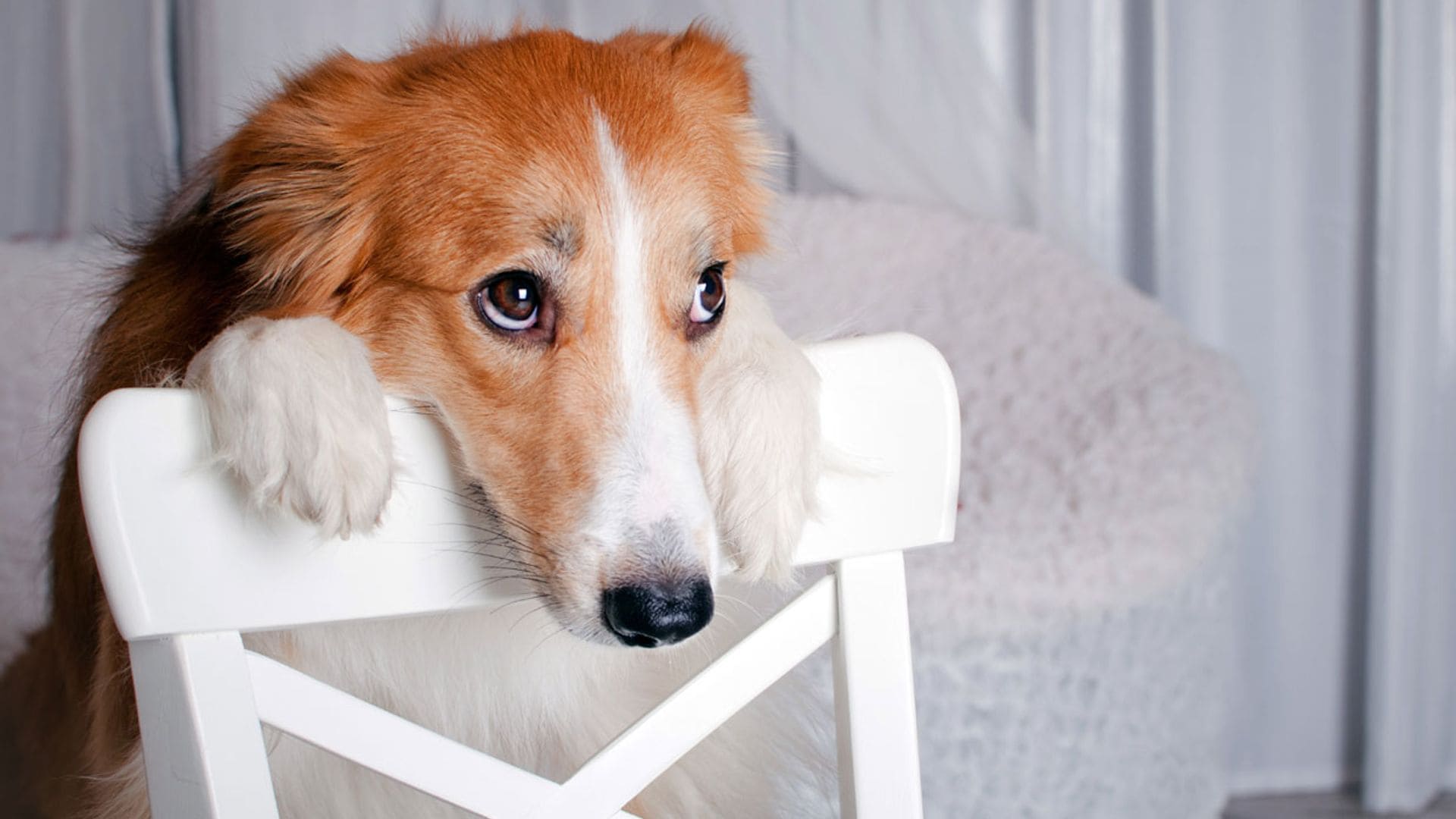 ¿Cómo saber si mi perro tiene dolor en las articulaciones y qué hacer?