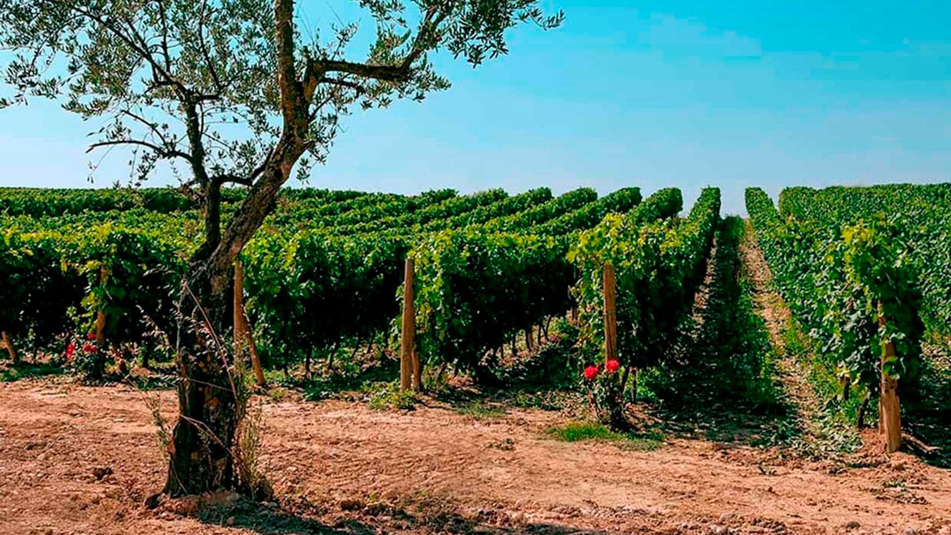 vinos portada