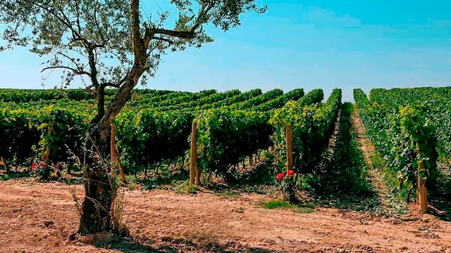 vinos portada