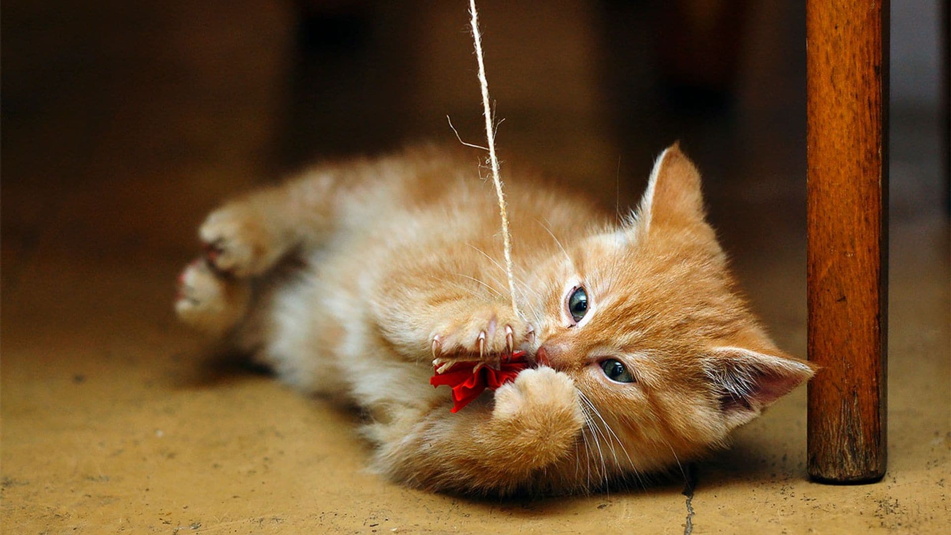 DIY: juguetes para mascotas con materiales reciclados