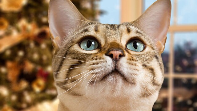 navidad mascotas
