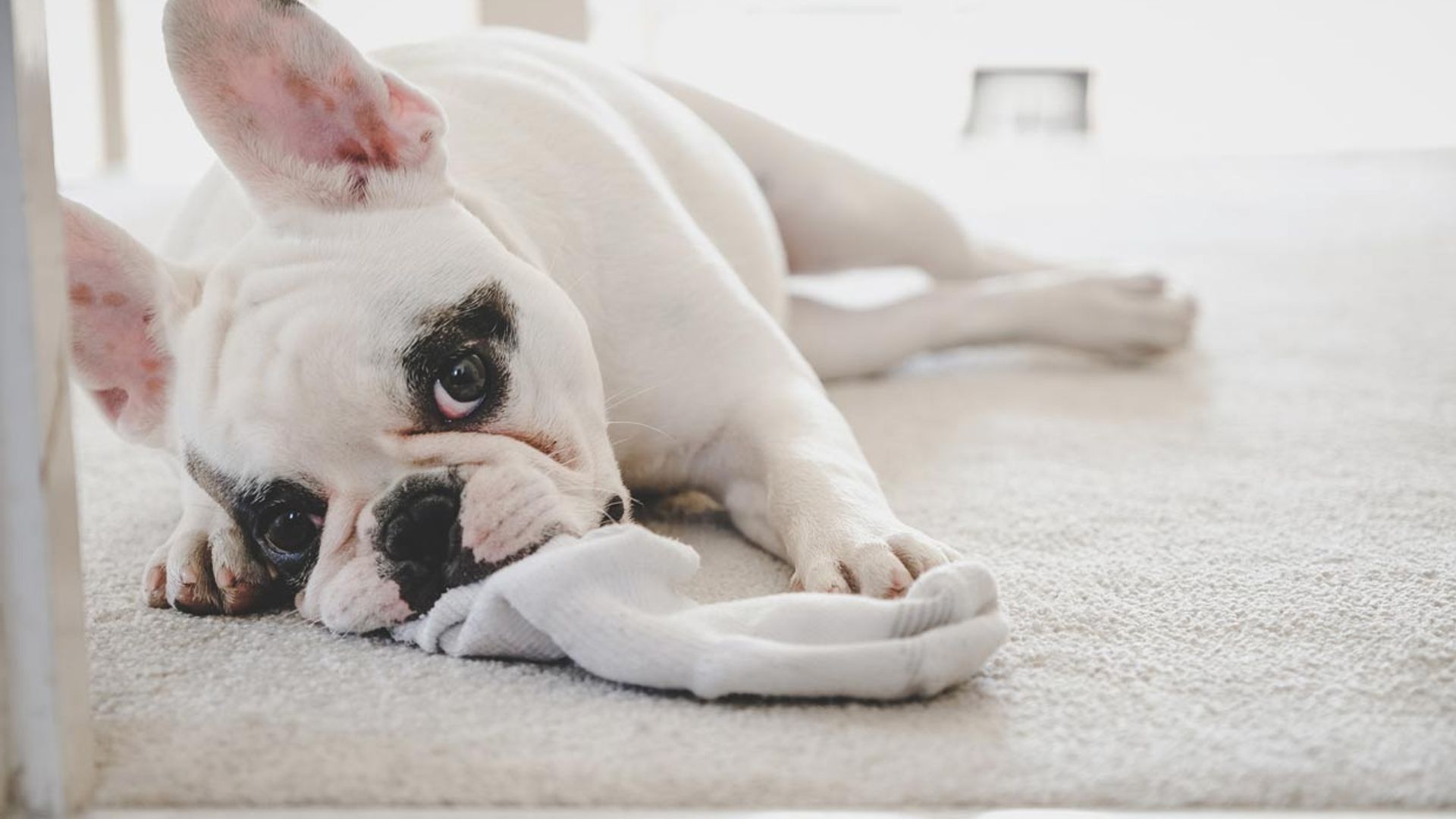 ¿Qué tengo que hacer si mi perro se come un calcetín?