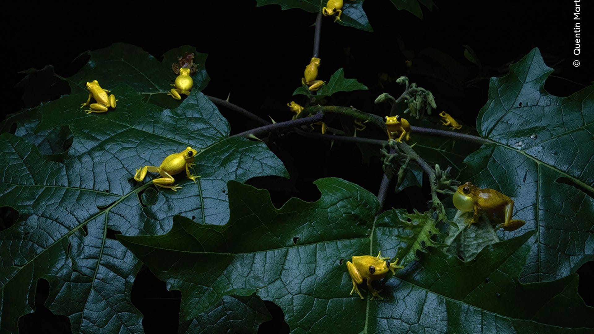 Frolicking Frogs by Quentin Martinez, France
Winner, Behaviour: Amphibians and Reptiles