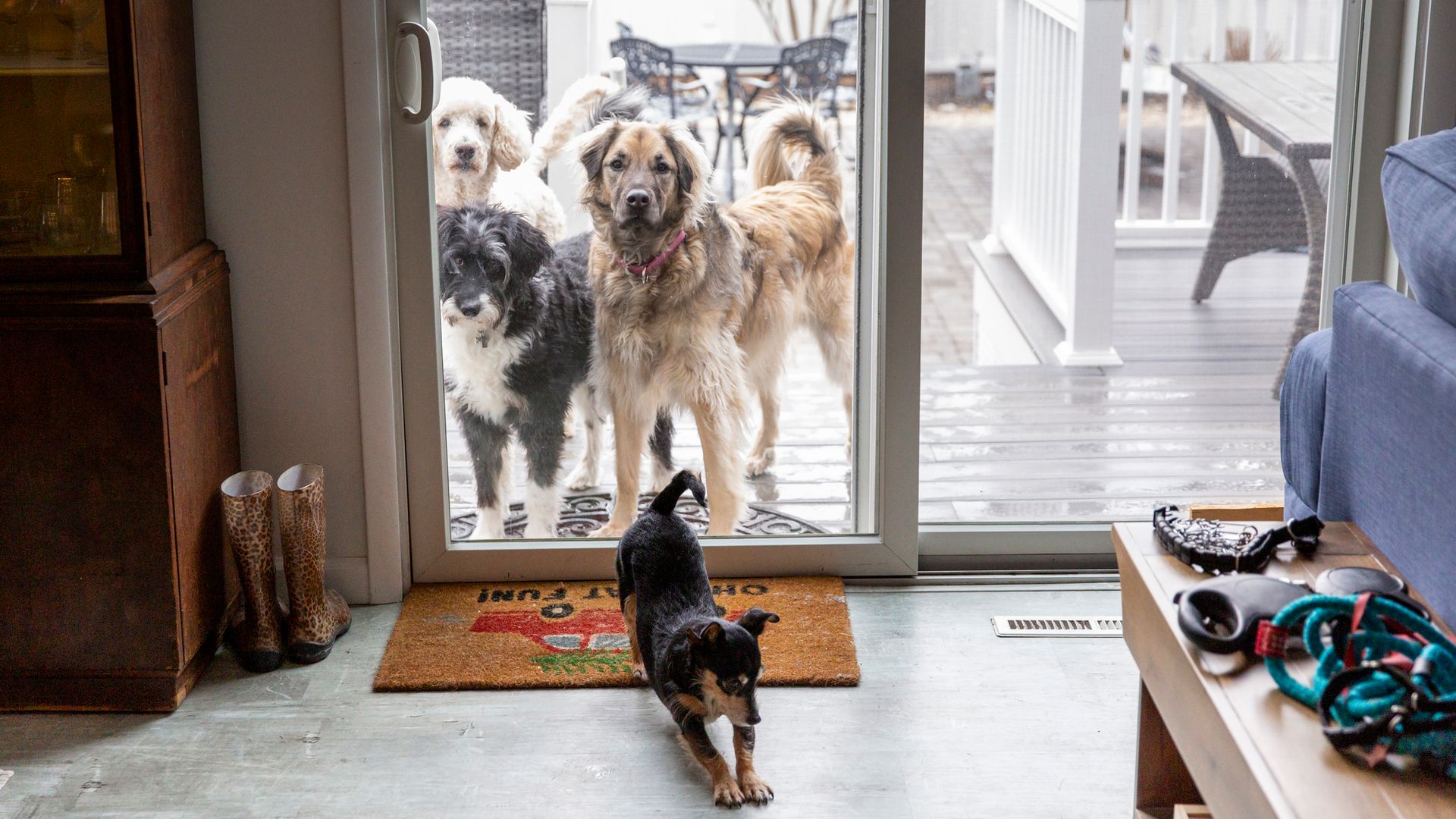 La nueva Ley de Bienestar Animal refuerza la protección de perros y gatos y limita el tiempo que pueden pasar solos o en terrazas


