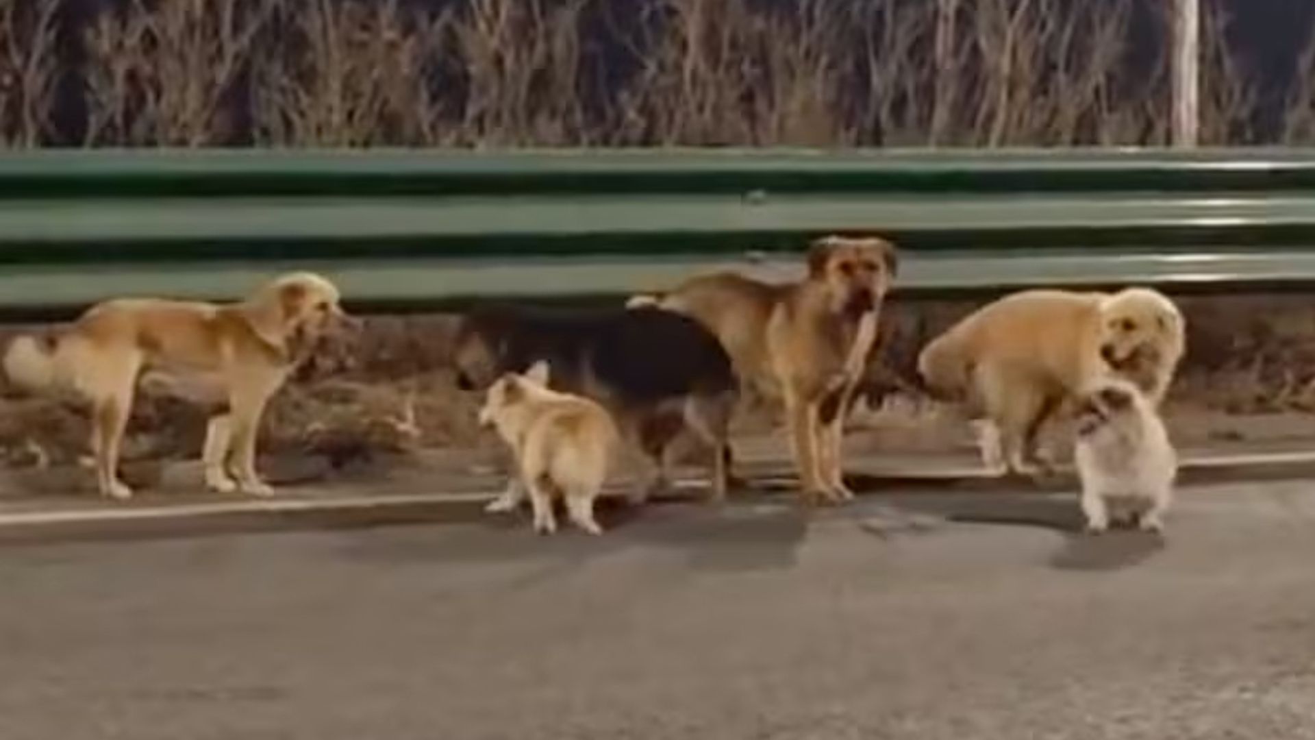 La increíble fuga de siete perros guiados por un corgi en China que ya parece una película de Disney