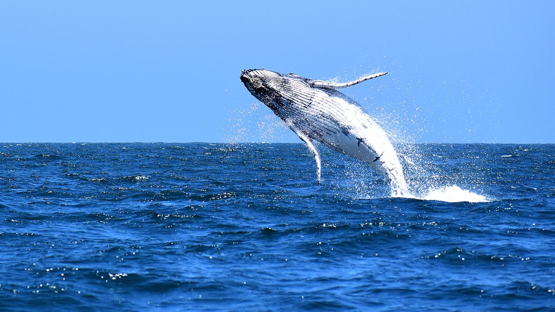 En esta parte de su cuerpo, las ballenas registran el cambio climático