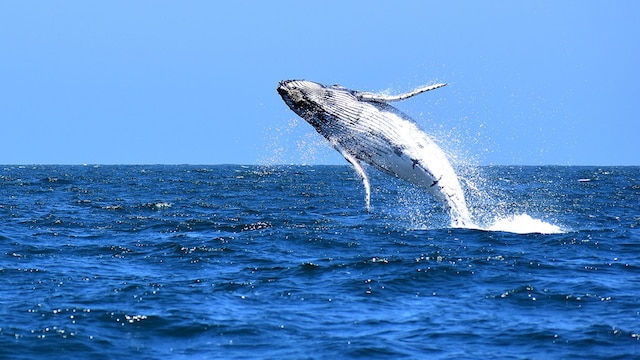 adobestock343644022ballena
