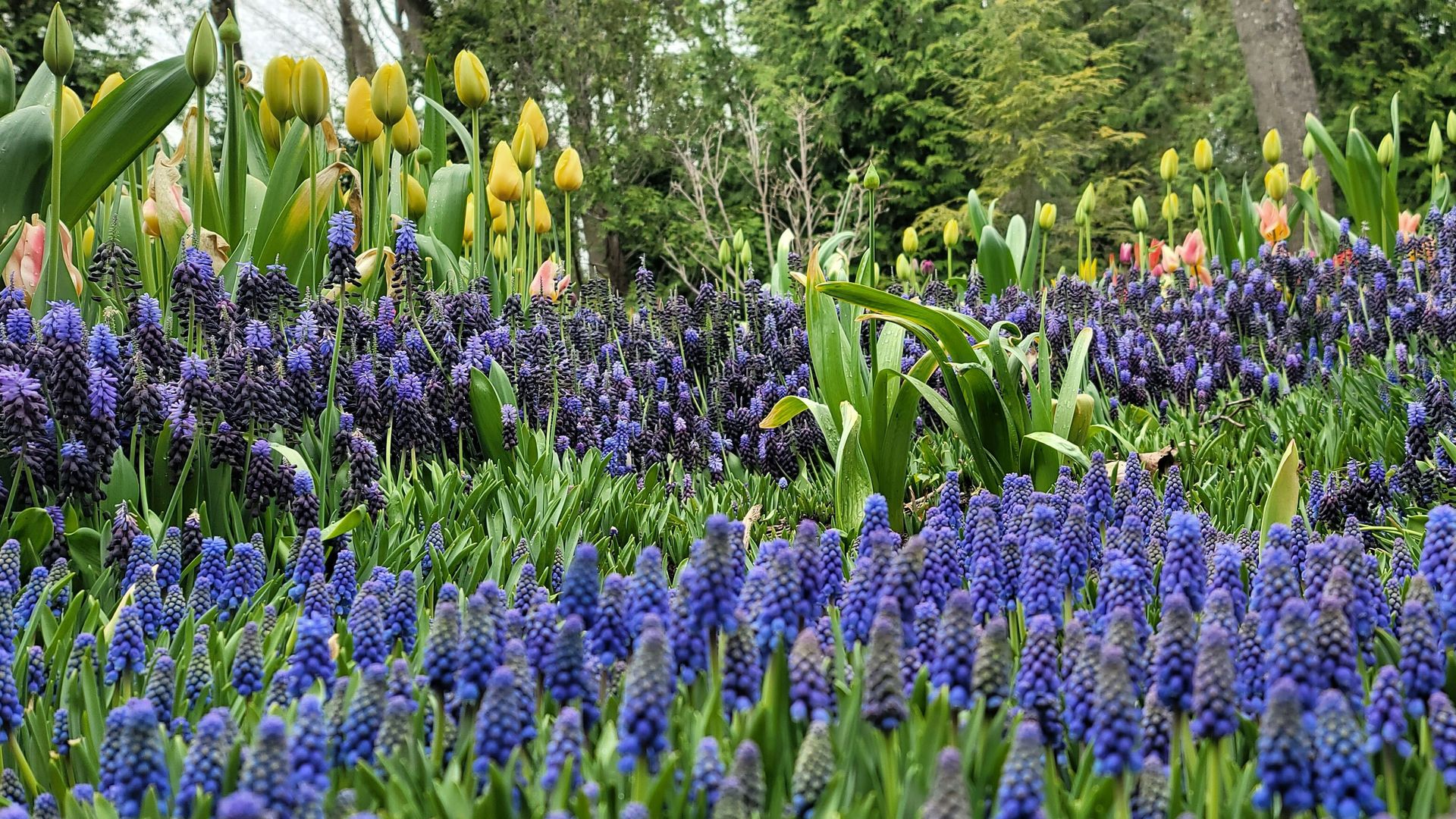 Jardín con muscari