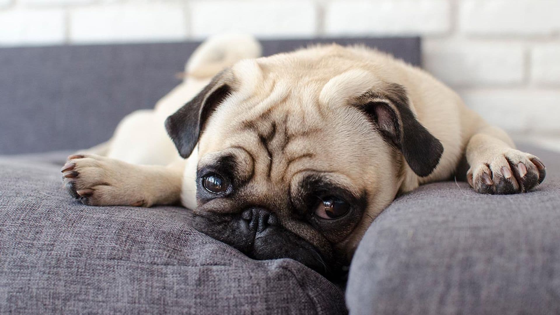 Razones por las que un perro puede sentirse deprimido