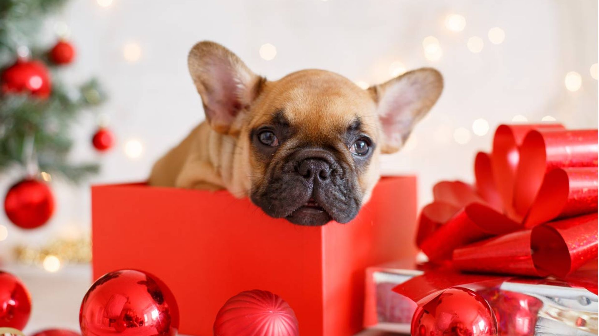 Regalar un perro o un gato en Navidad, ¿una buena idea?