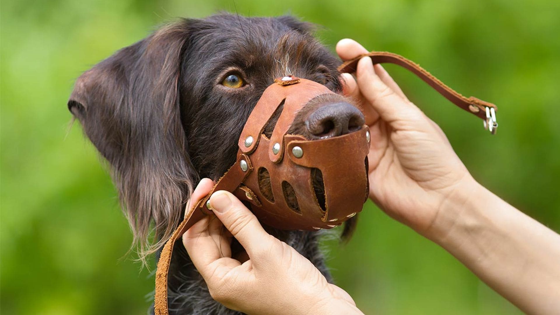 Tipos de bozales para perro ¿con cuál está más cómodo?