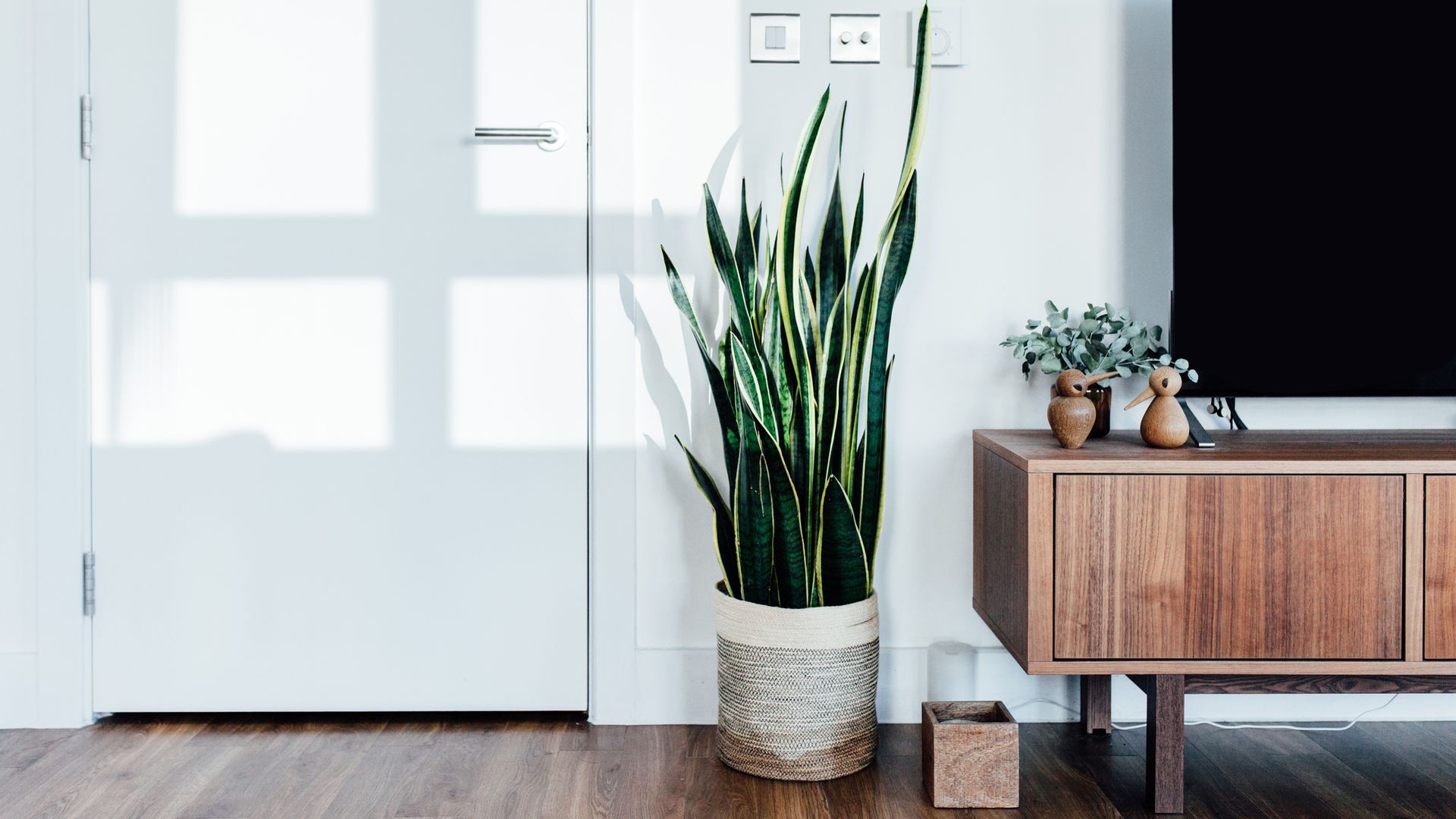 Planta de lengua de suegra en casa