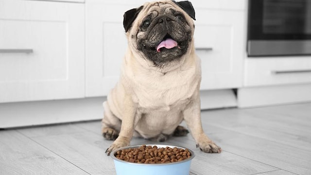 obesidad mascotas3