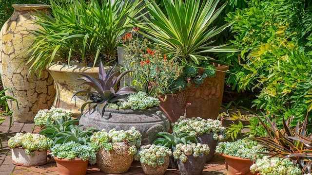 Maceteros de terracota en un jardín británico con el sol dándole de lleno y muchas suculentas.