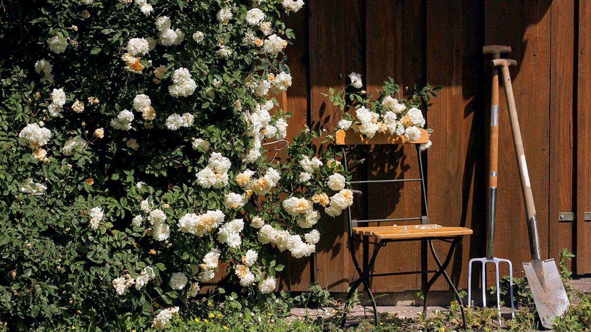 Prepara tu jardín para esta temporada
