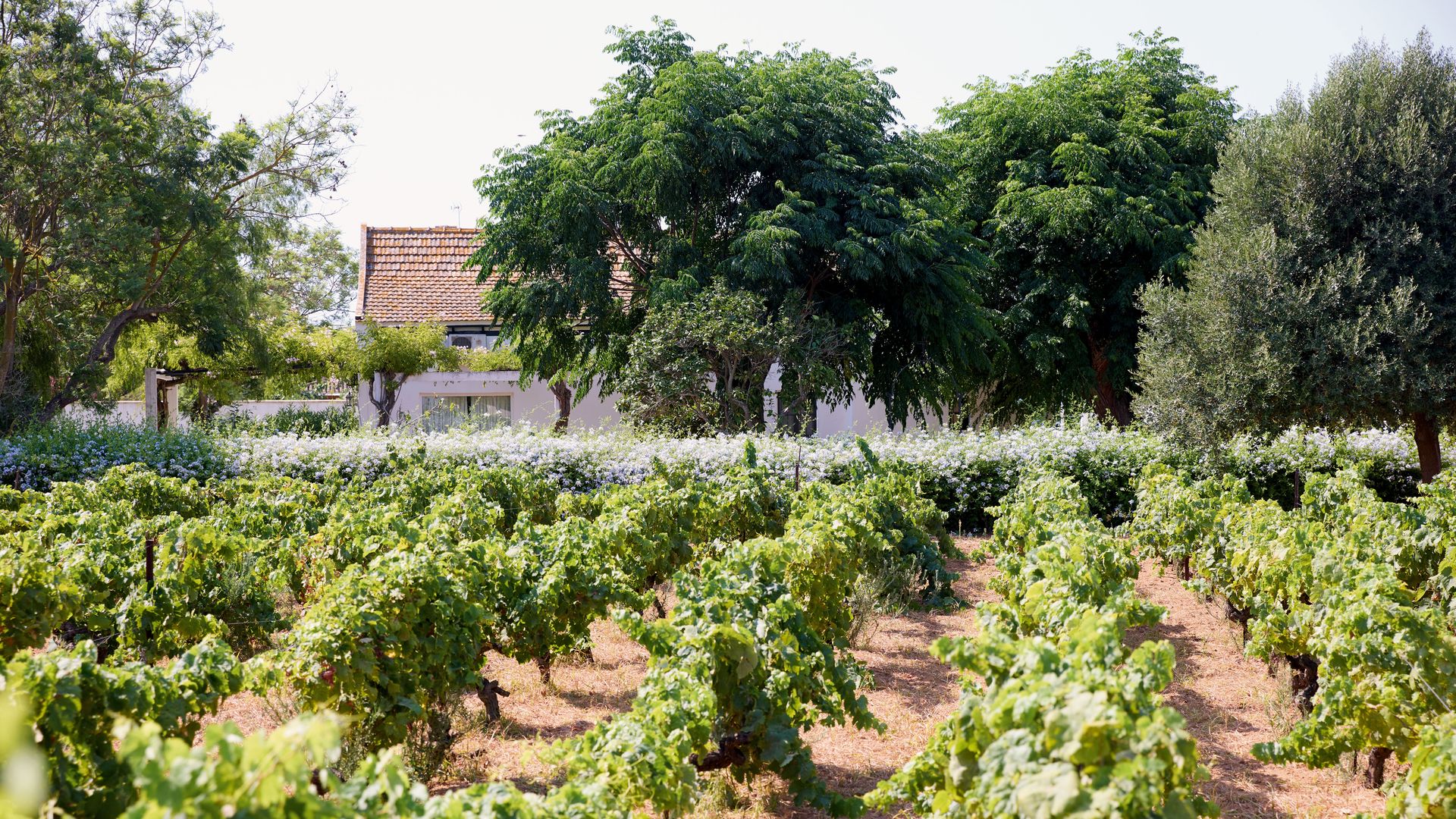 El huerto de la casa